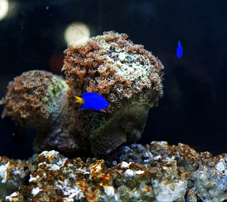 水族箱及水草选择的基本技巧